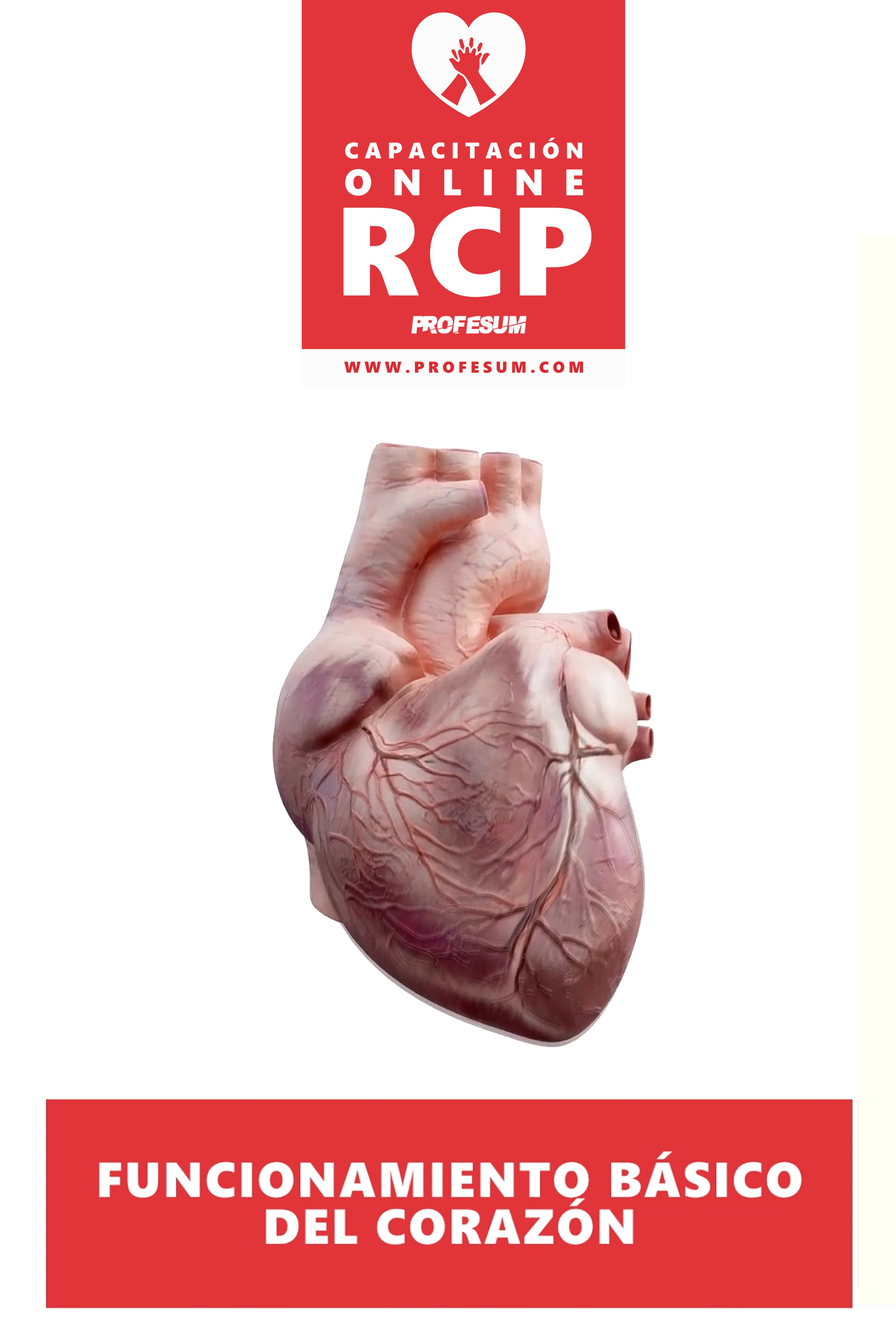 Funcionamiento Básico del Corazón