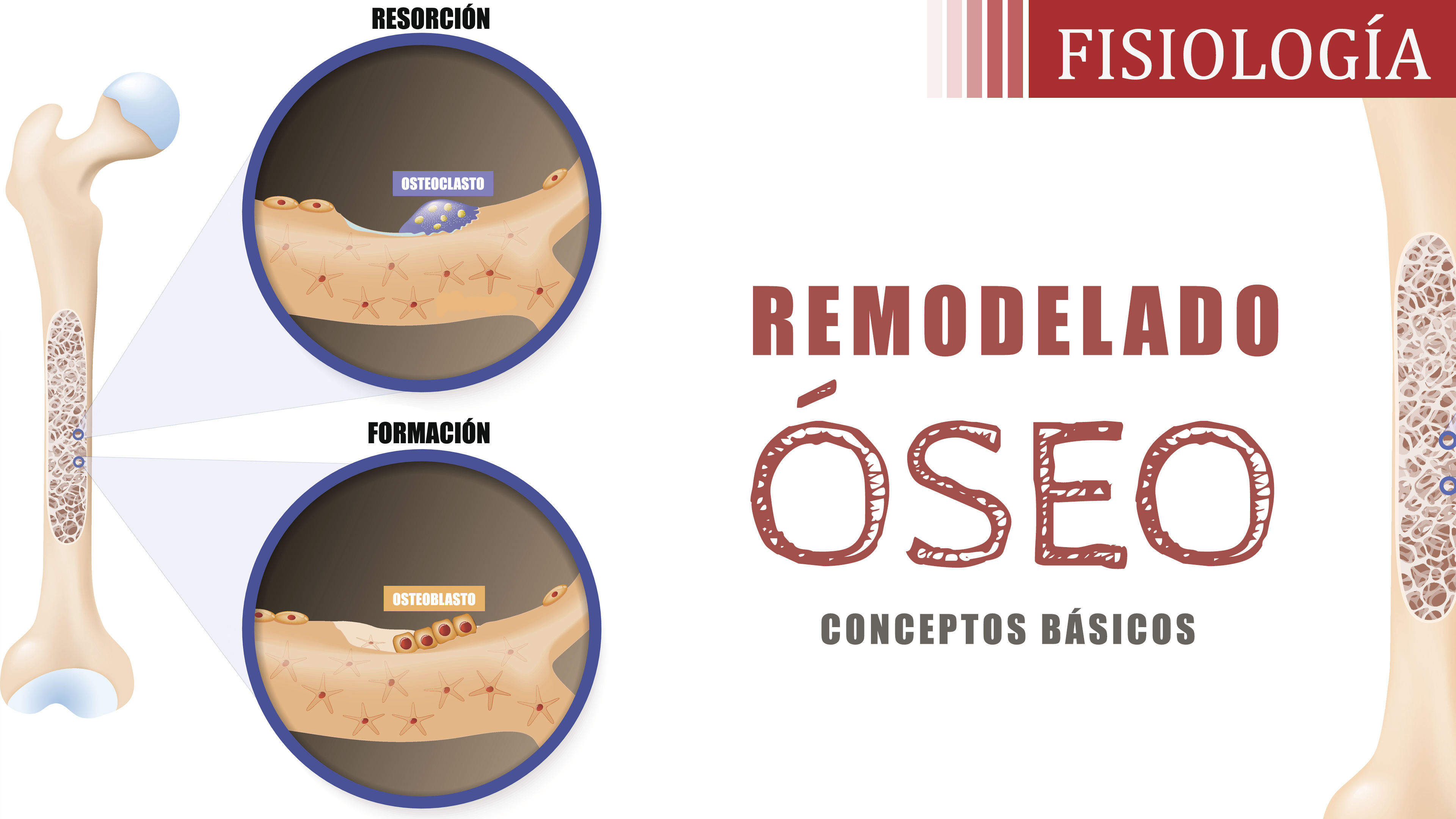 Remodelado Óseo - PROFESUM