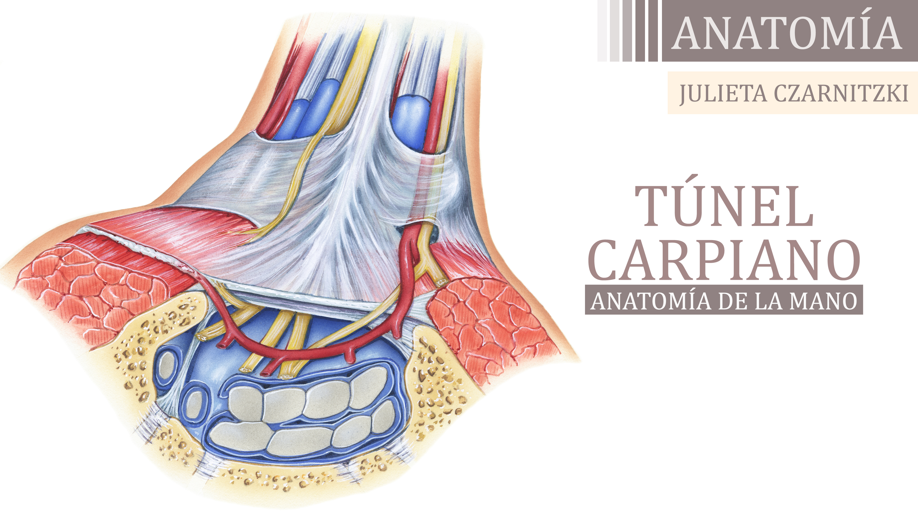 Túnel Carpiano (Anatomía de la Mano) - Julieta Czarnitzki