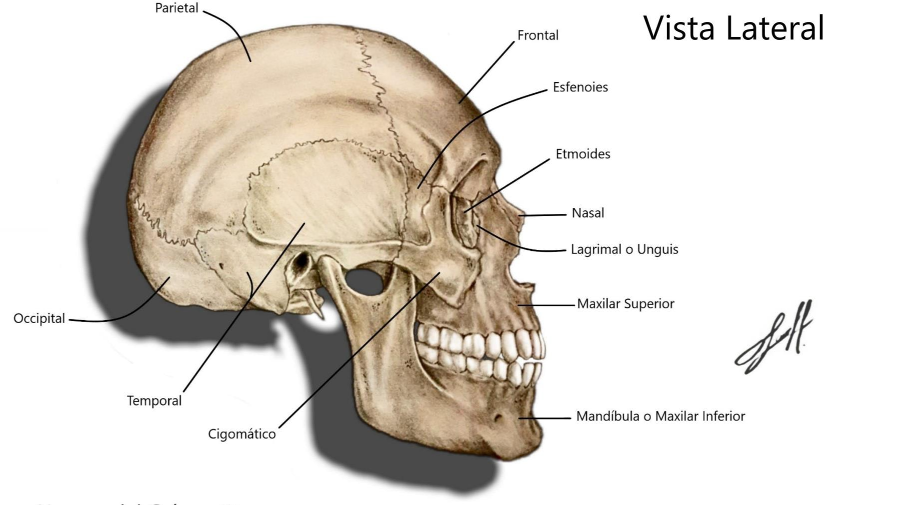 Cráneo Vista Lateral