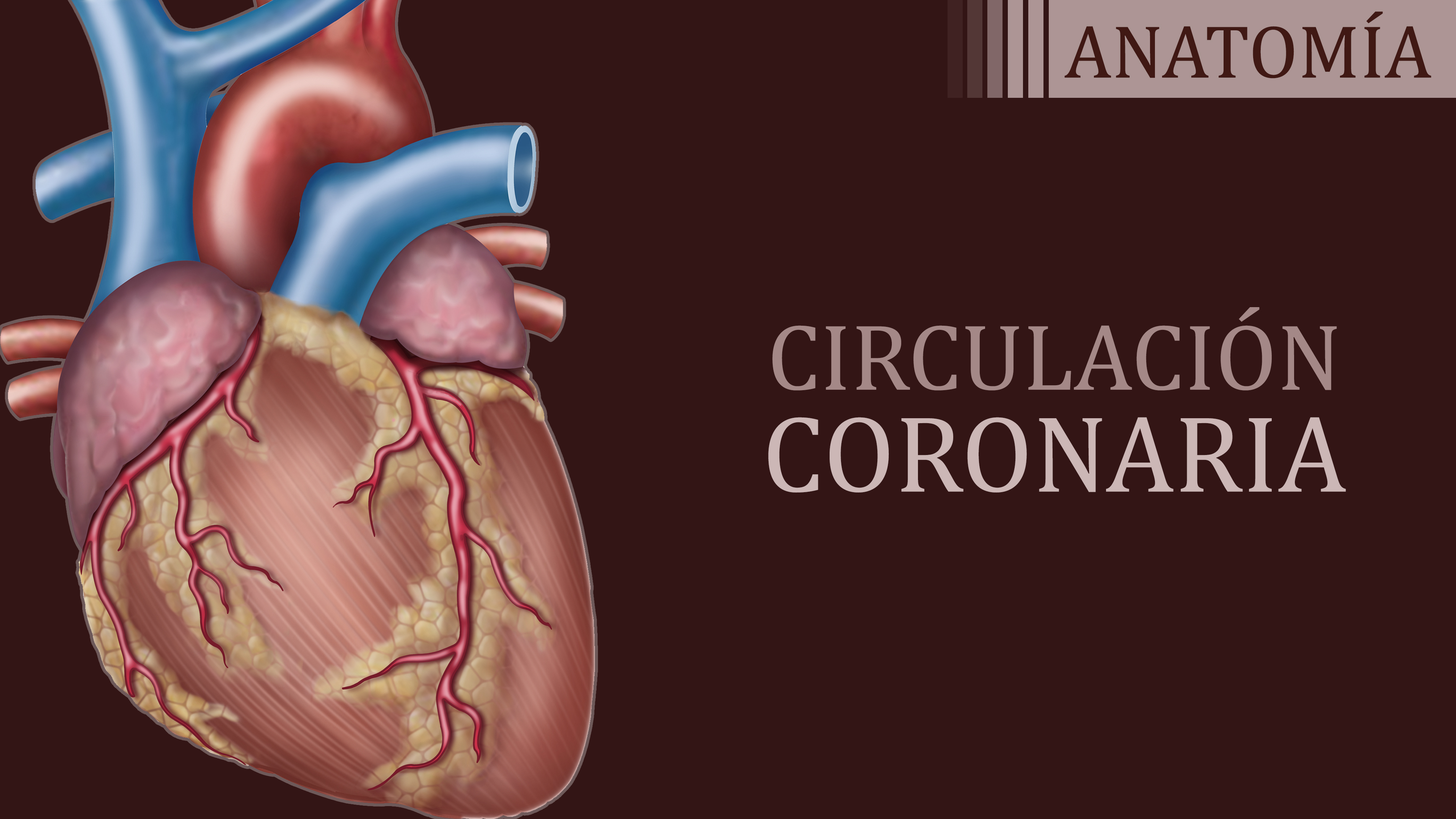 Circulación Coronaria - Julieta Czarnitzki