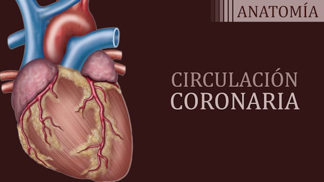 Circulación Coronaria - Julieta Czarn...