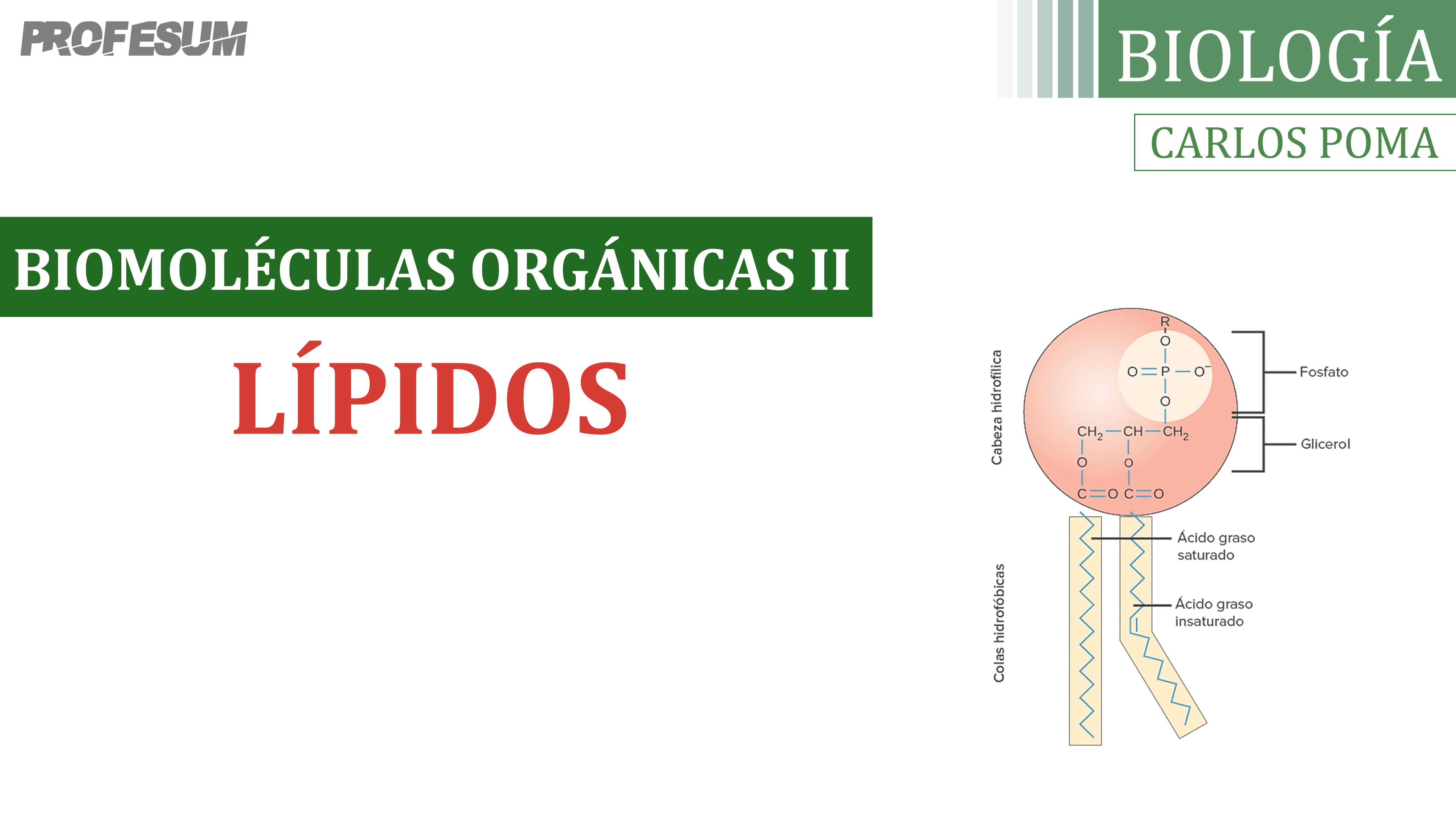 Lípidos (Biomoléculas Orgánicas) - Carlos Poma