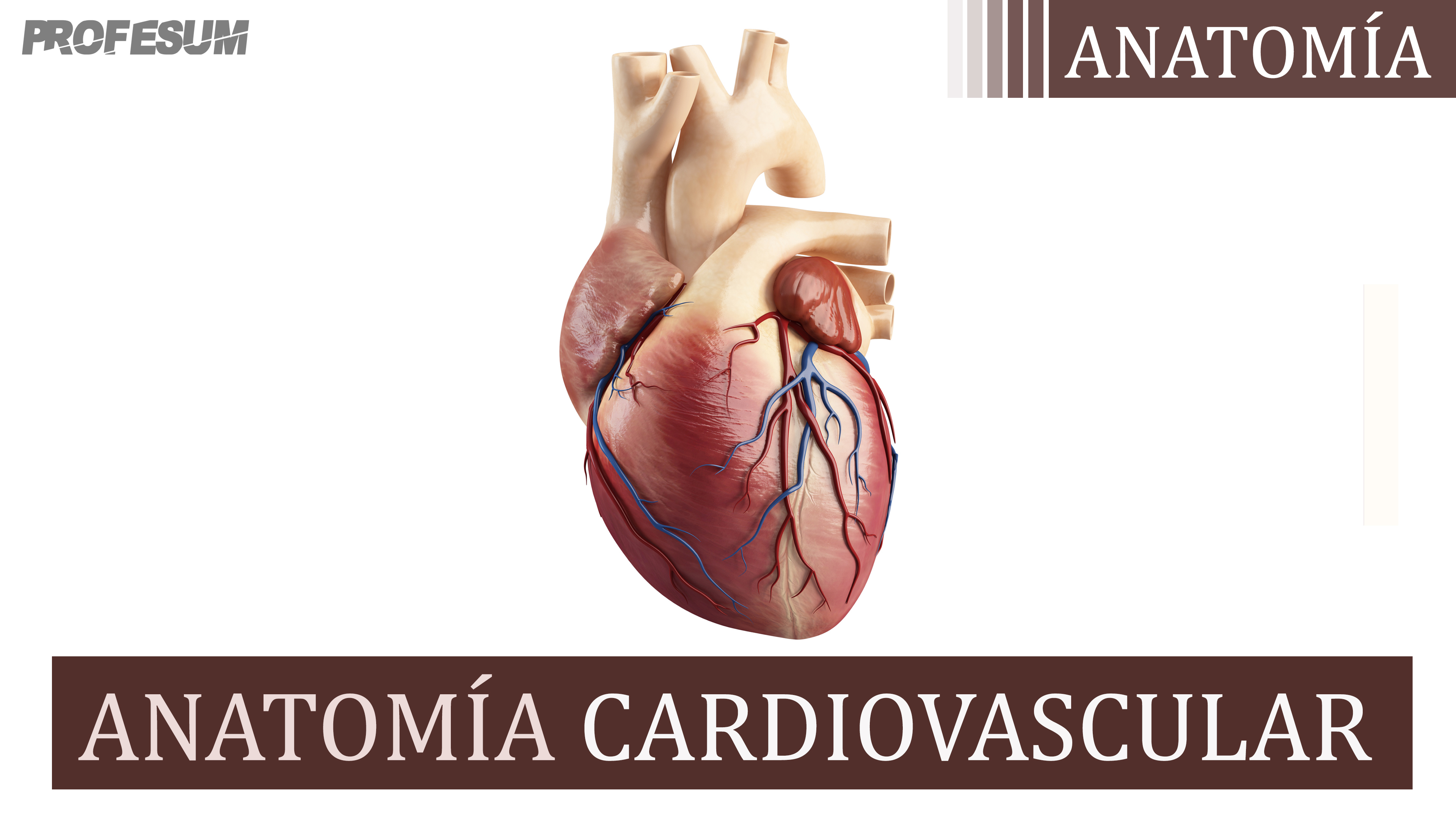 Anatomía Cardiovascular