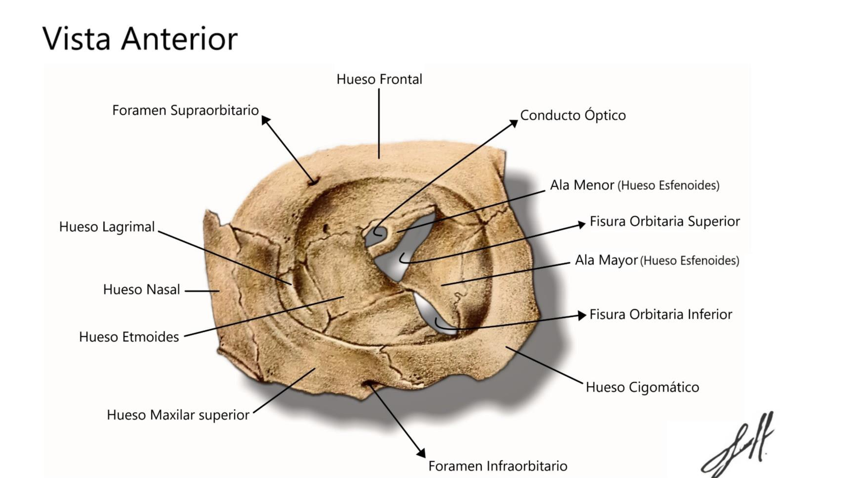 Orbita Ocular Vista Anterior