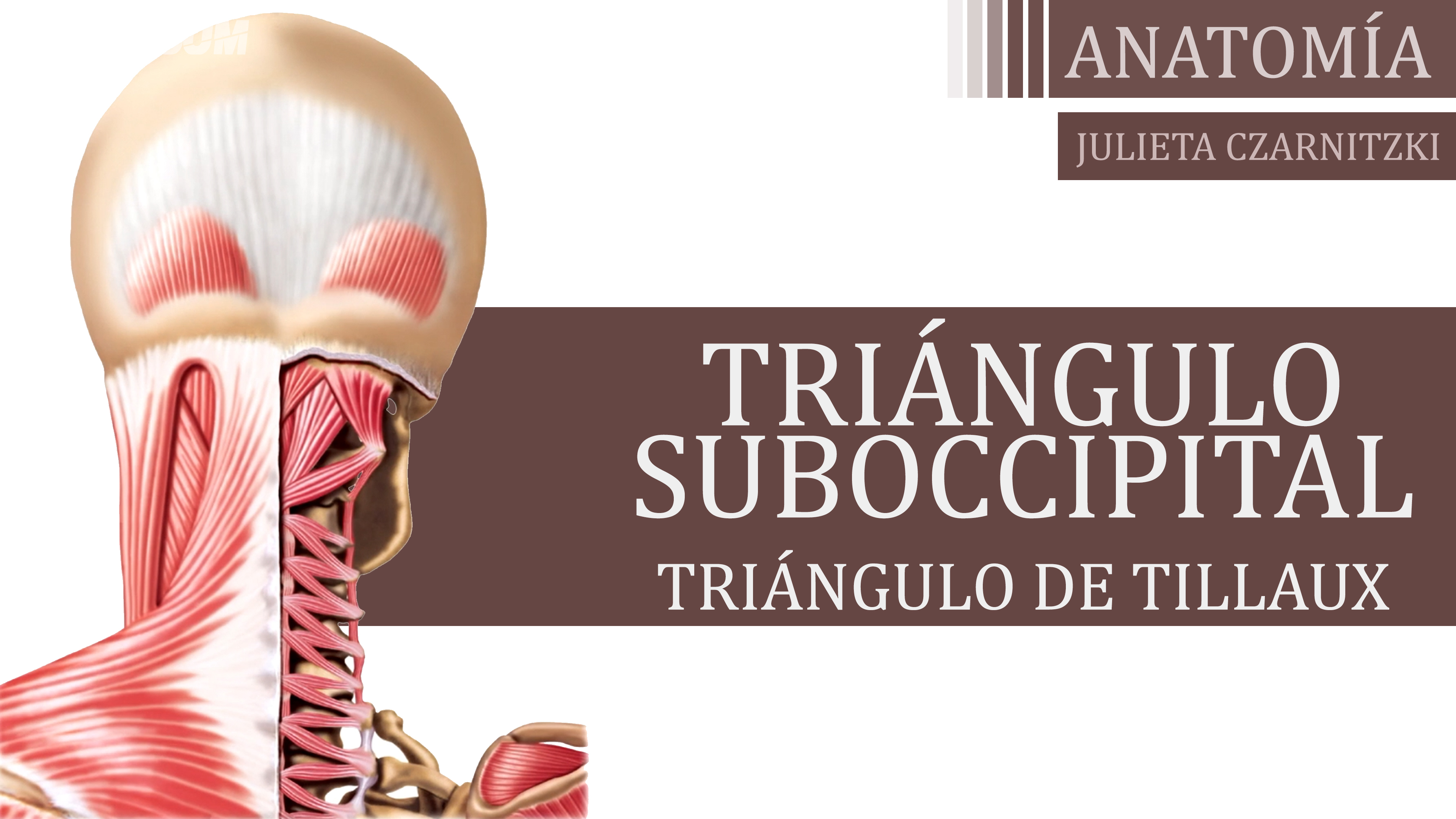 Triángulo Suboccipital (Tillaux) - Julieta Czarnitzki
