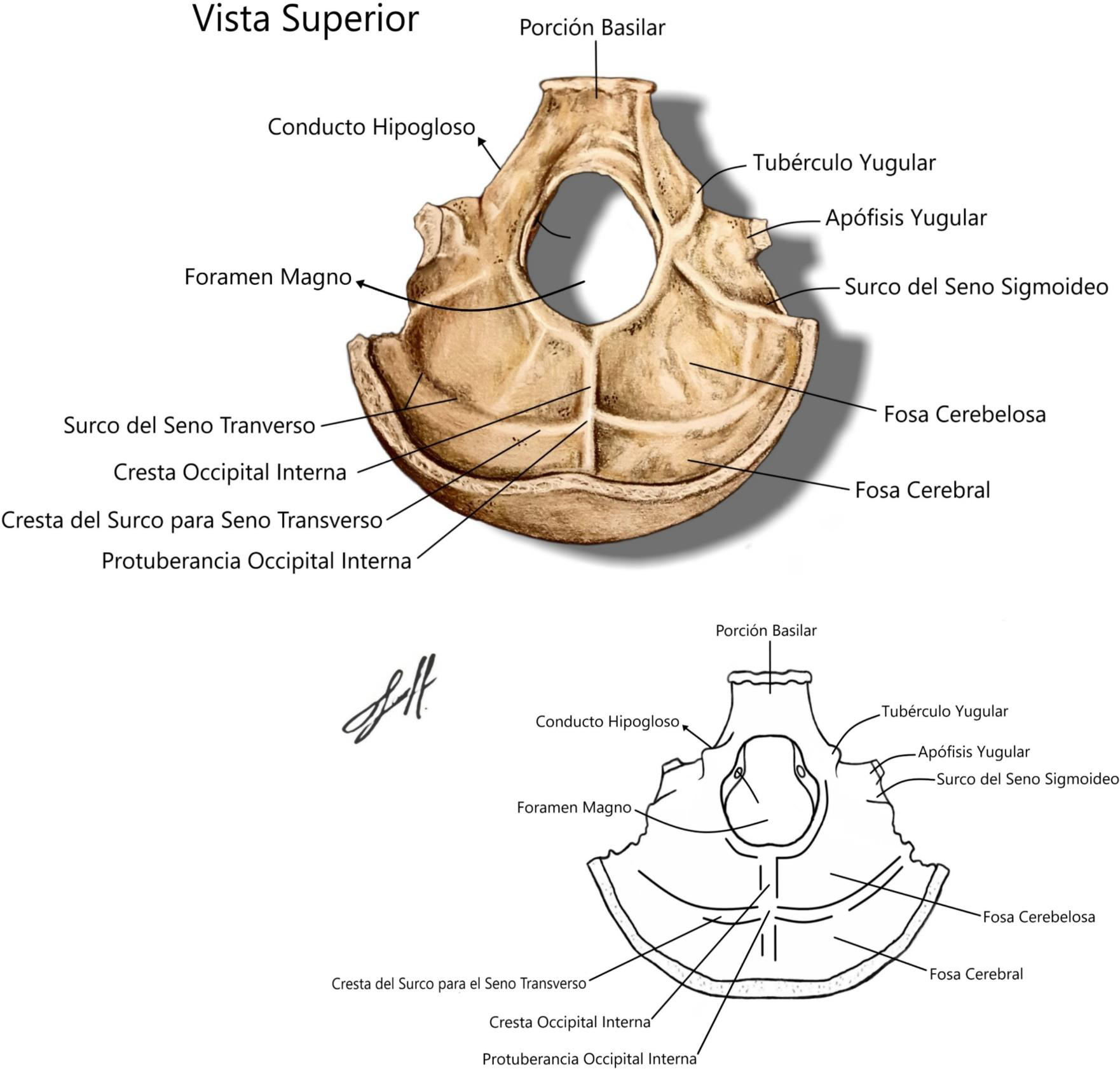 Hueso Occipital Vista Superior