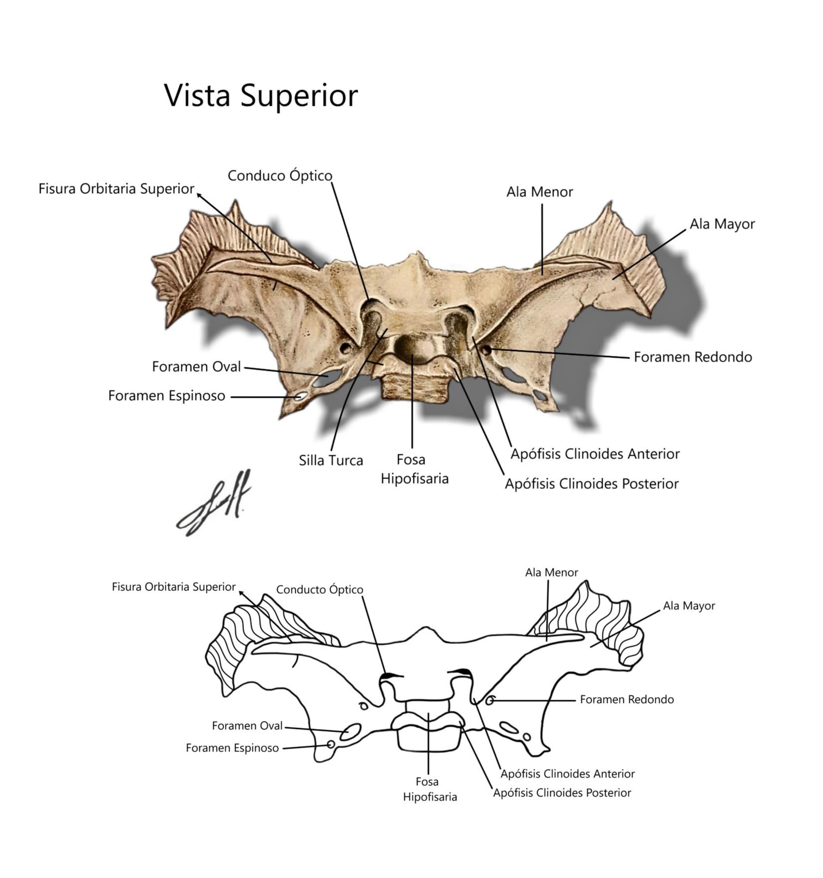 Hueso Esfenoides Vista Superior