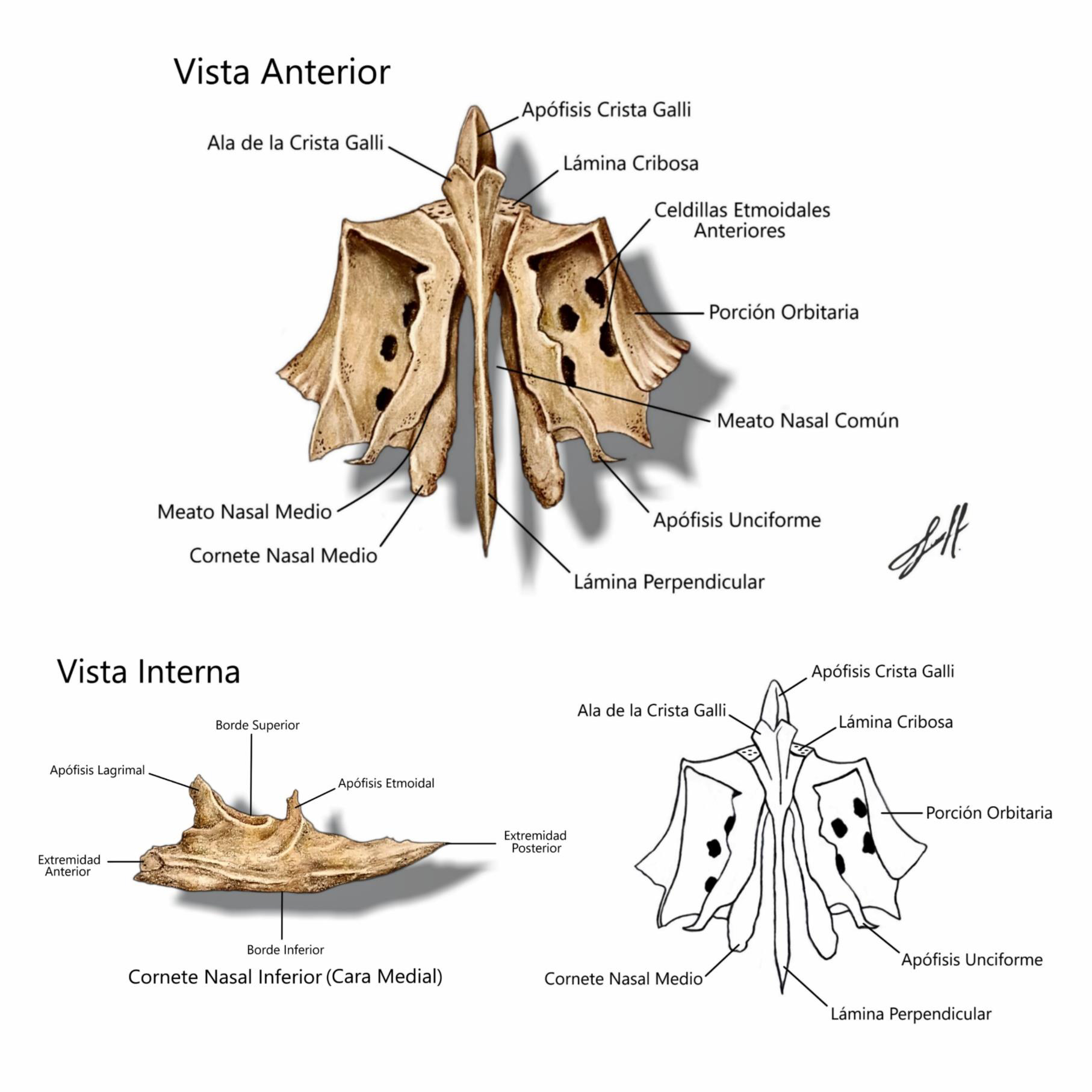 Hueso Etmoides Vista Lateral - Cornete Nasal-Inferior VIsta Posterior