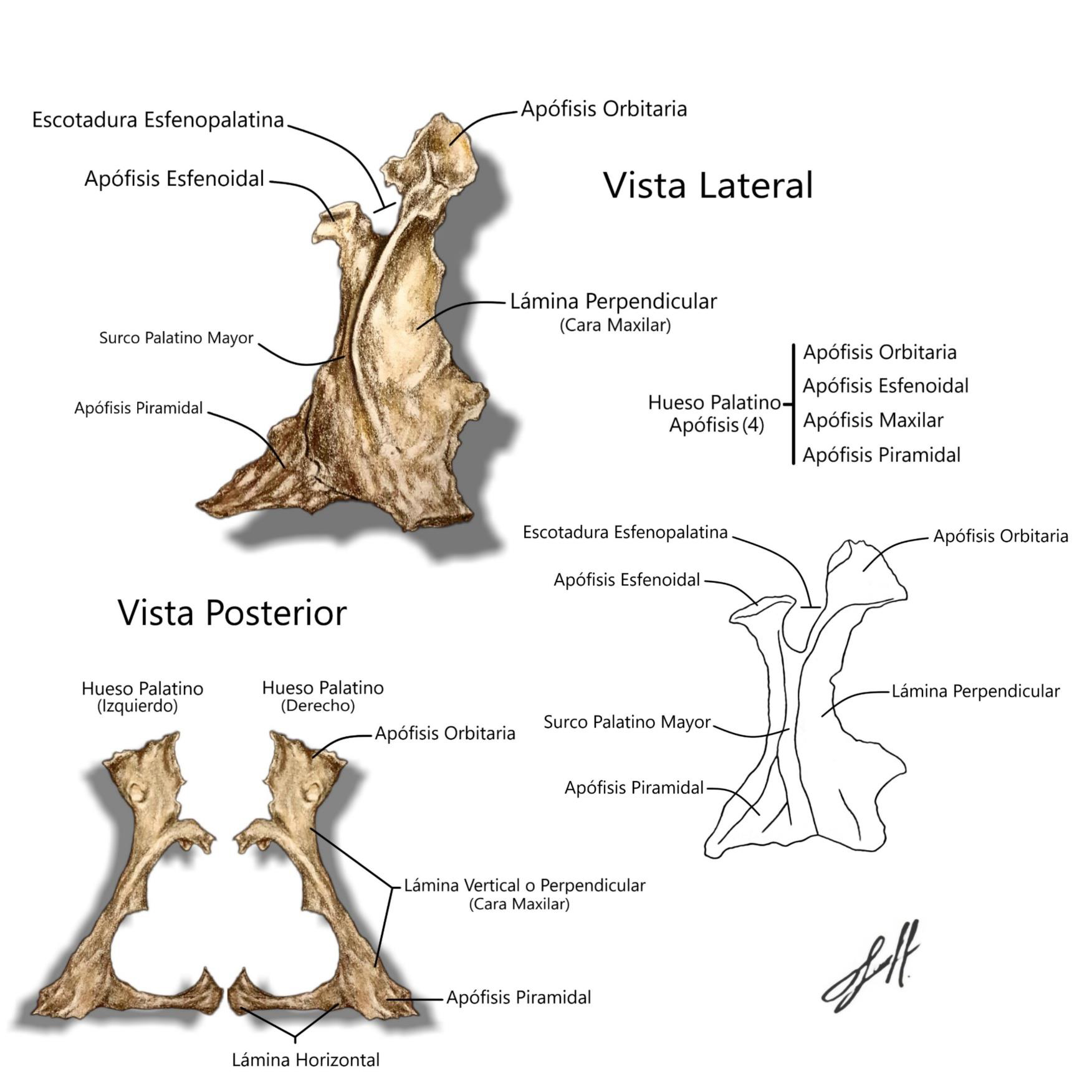 Hueso Palatino Vista-Lateral - Vista Posterior