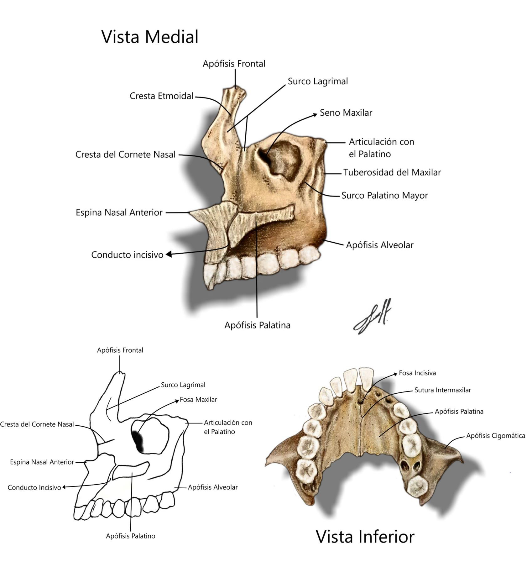 Maxilar Superior Vista Medial - Vista-Inferior