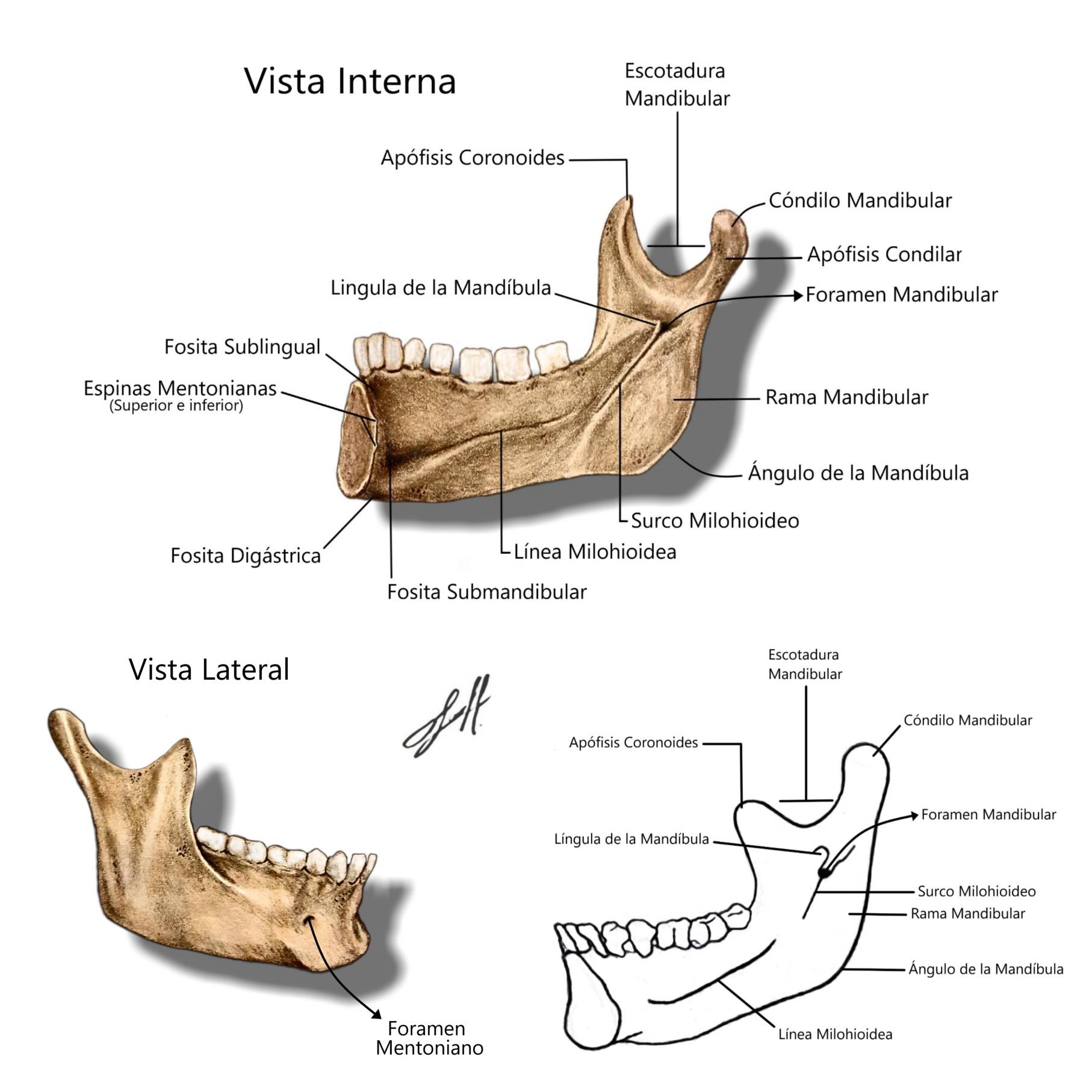 Maxilar Inferior Vista Interna - Vista Lateral