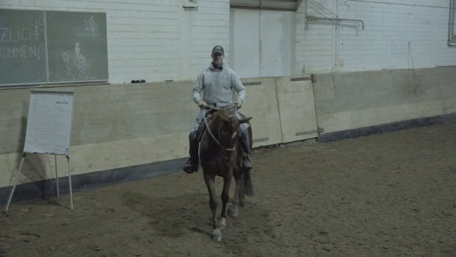 Livestream: Stangenarbeit für jede Gangart – Reiten