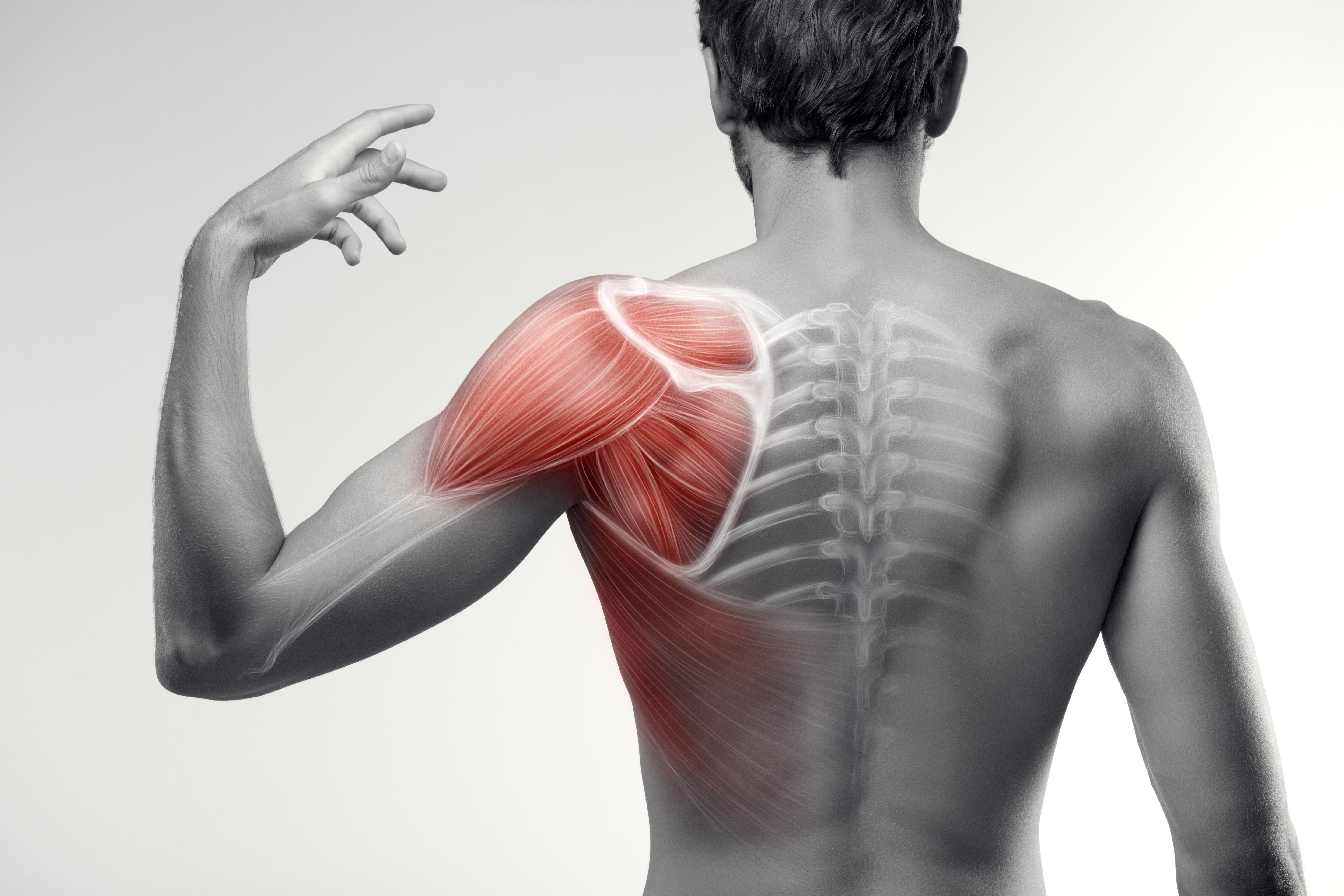 L4 - Shoulders