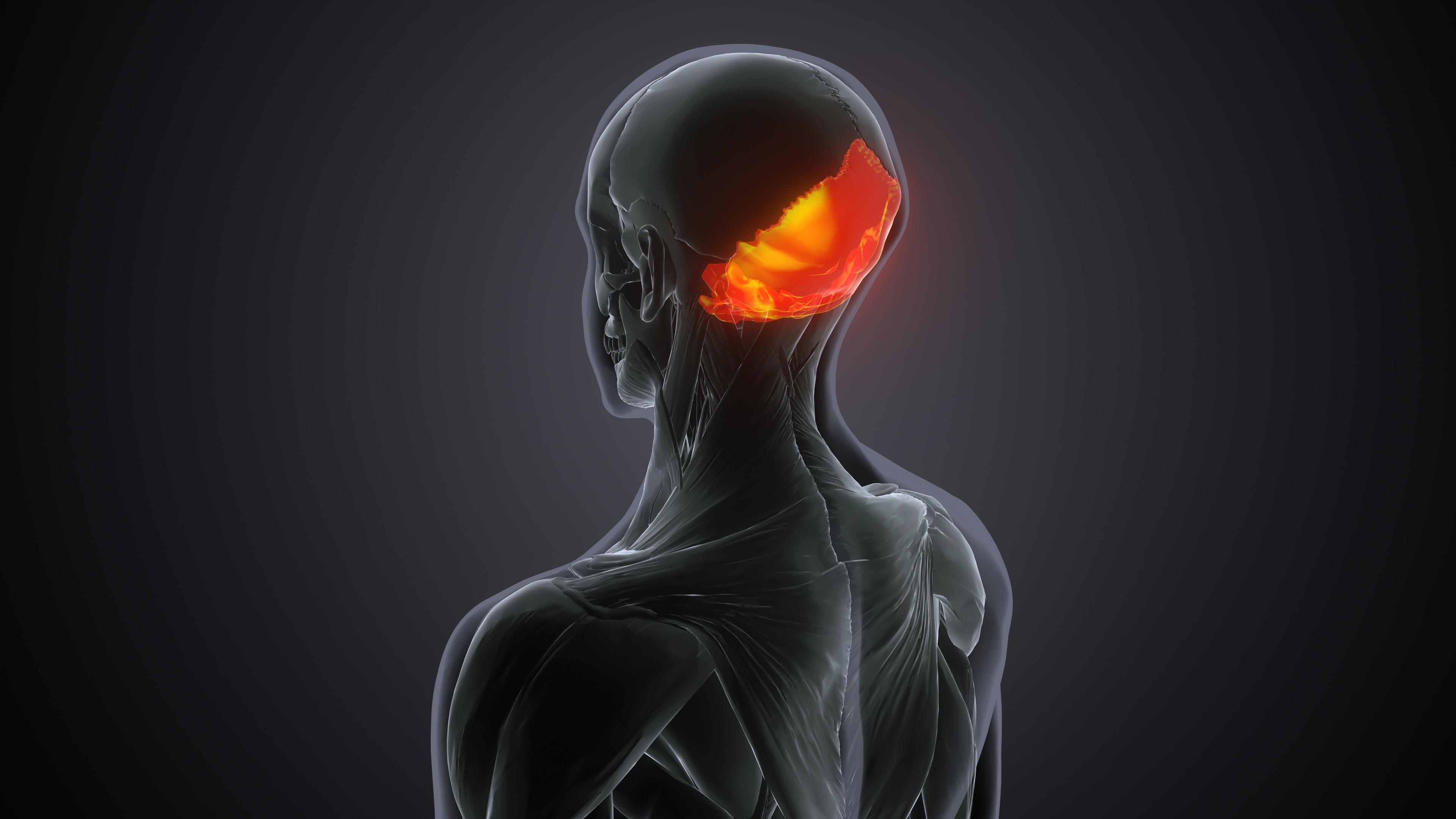 L4 - Occipital