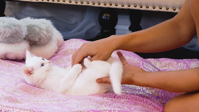 Kitten Massage with Chandler Rose