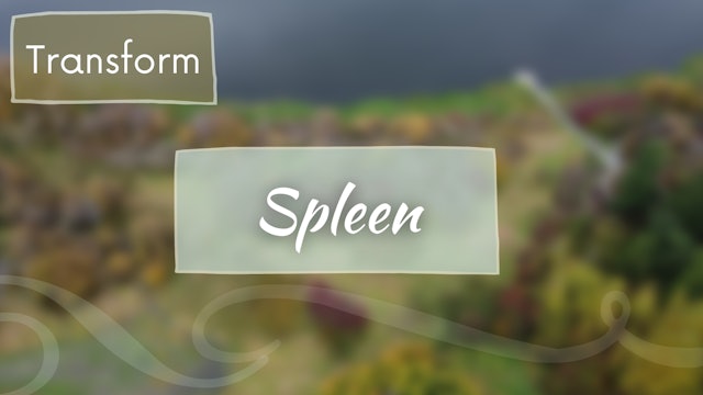 Spleen Meridian - Transform (33 min)