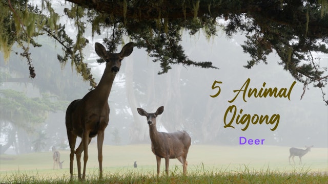 5 Animal Qigong - Deer