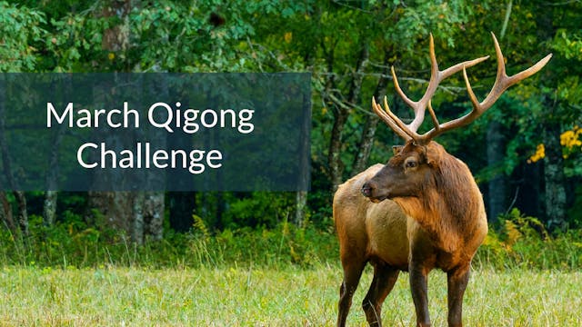 March Qigong Challenge (2 mins)
