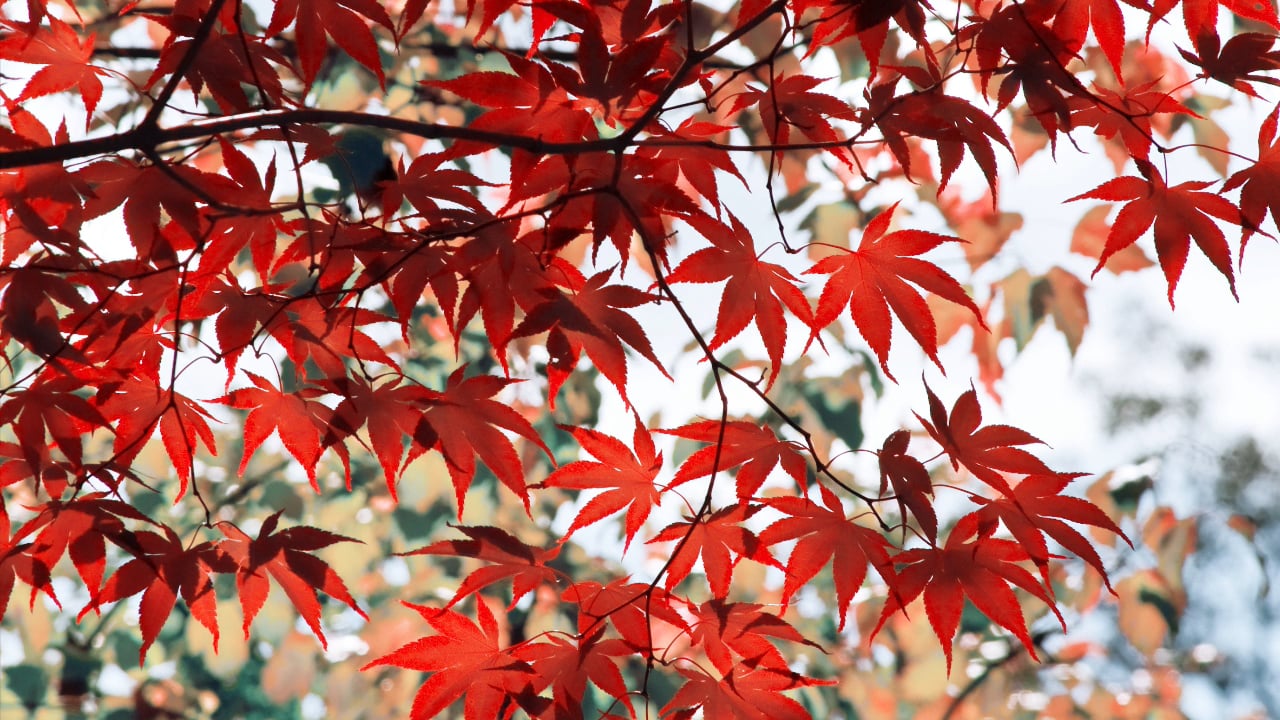 Day 3 Meditation - Breath Counting (10 mins)