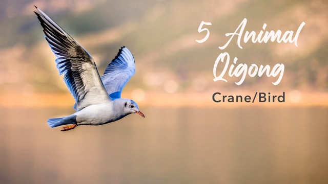5 Animal Qigong - Crane