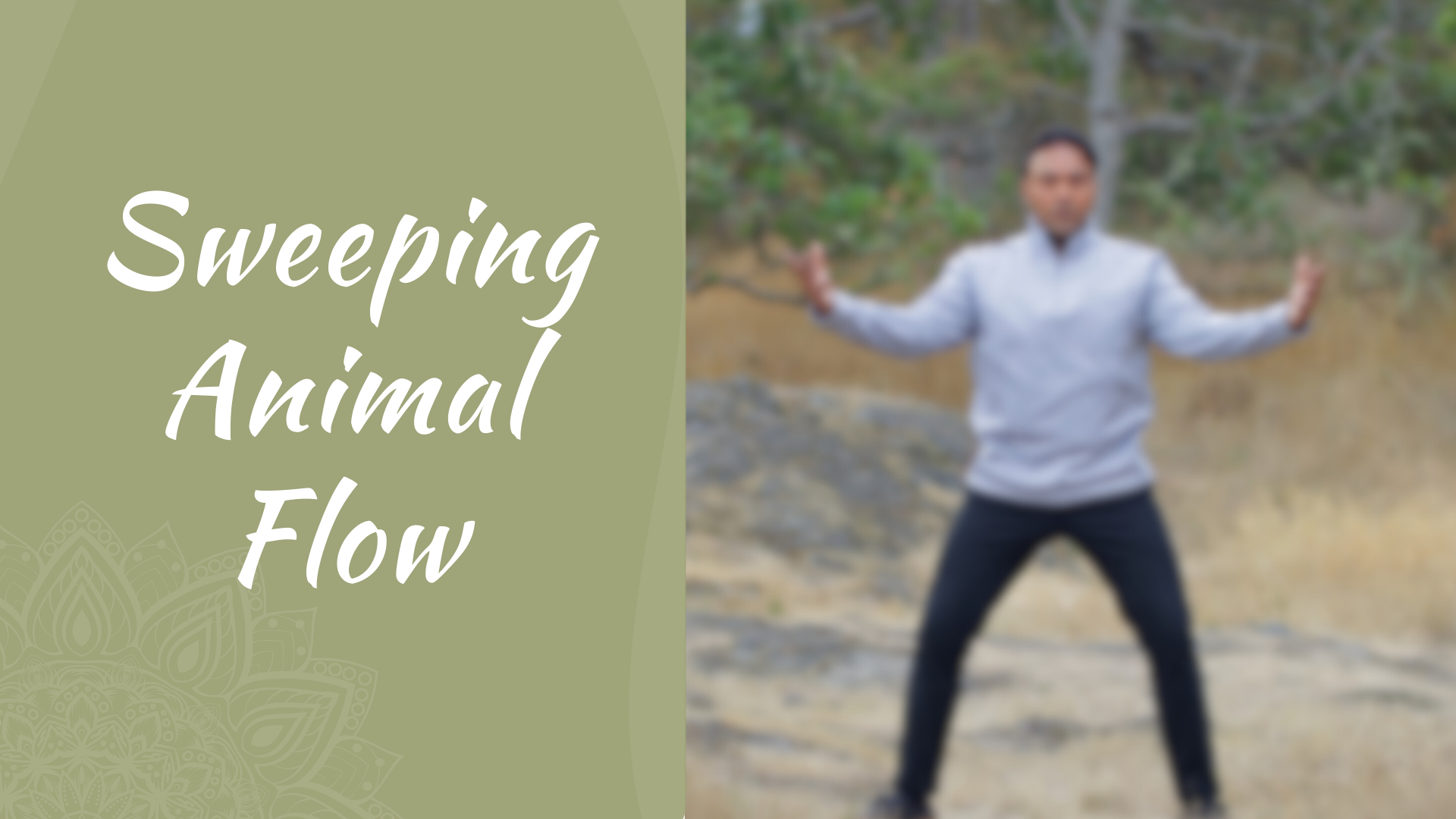 Sweeping Animal Flow (19 mins)