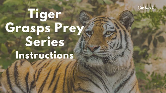 Om Work - Tiger Grasps Prey series (9...