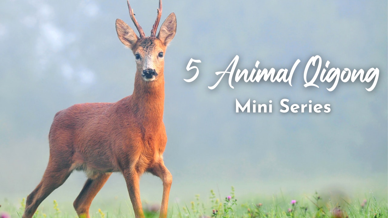 5 Animal Qigong Mini Course