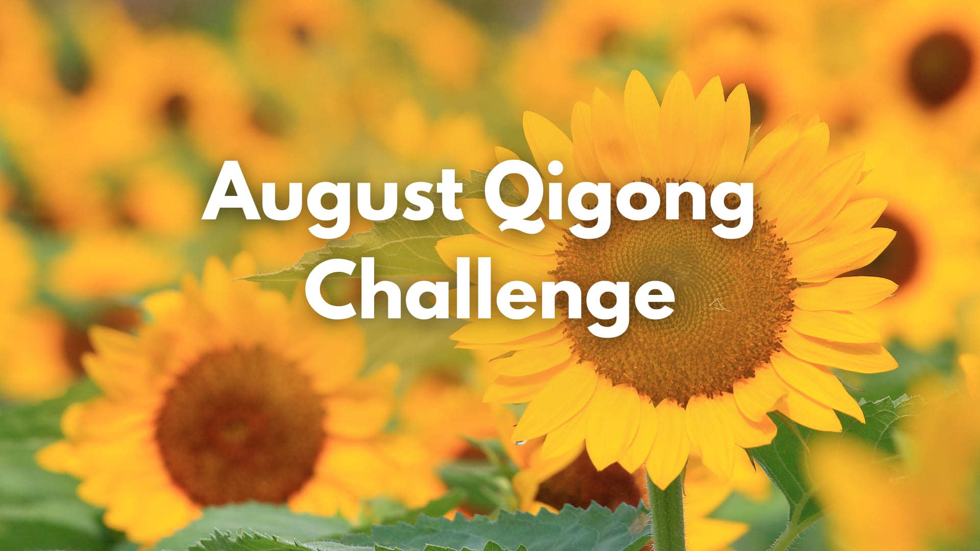 August Qigong Challenge