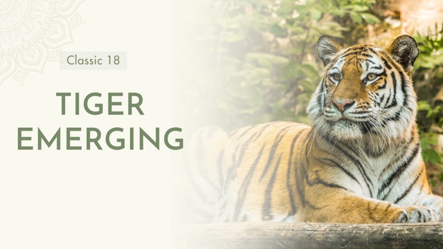 Tiger Emerging (7 mins)