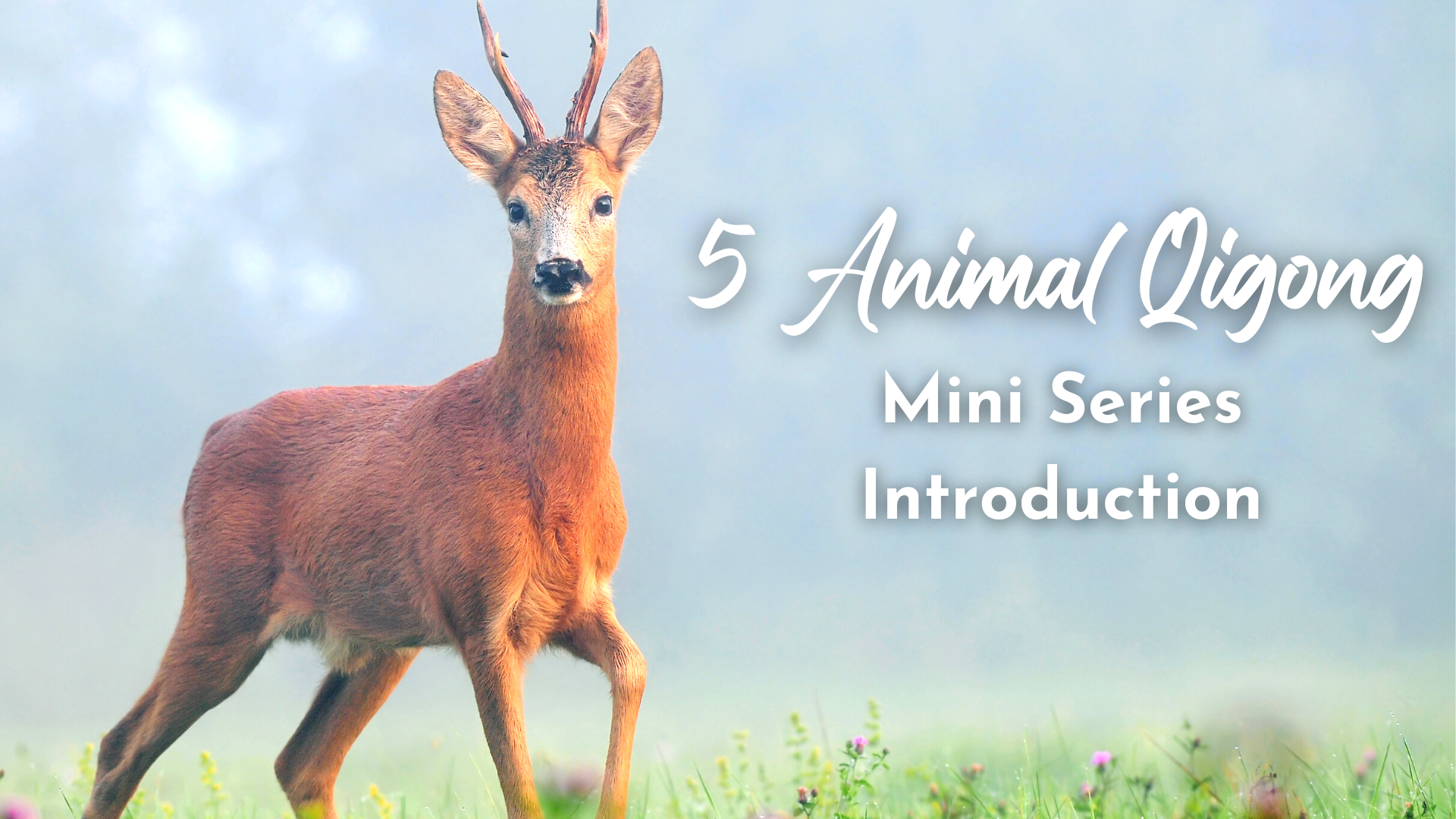 5 Animal Qigong Mini Series Introduction