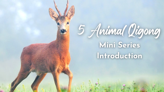 5 Animal Qigong Mini Series Introduction
