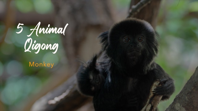 5 Animal Qigong - Monkey