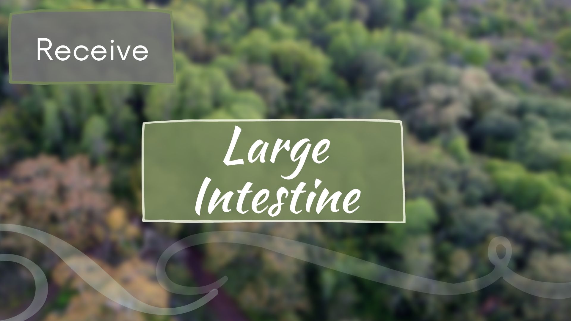 Large Intestine Meridian - Receive (22 mins)