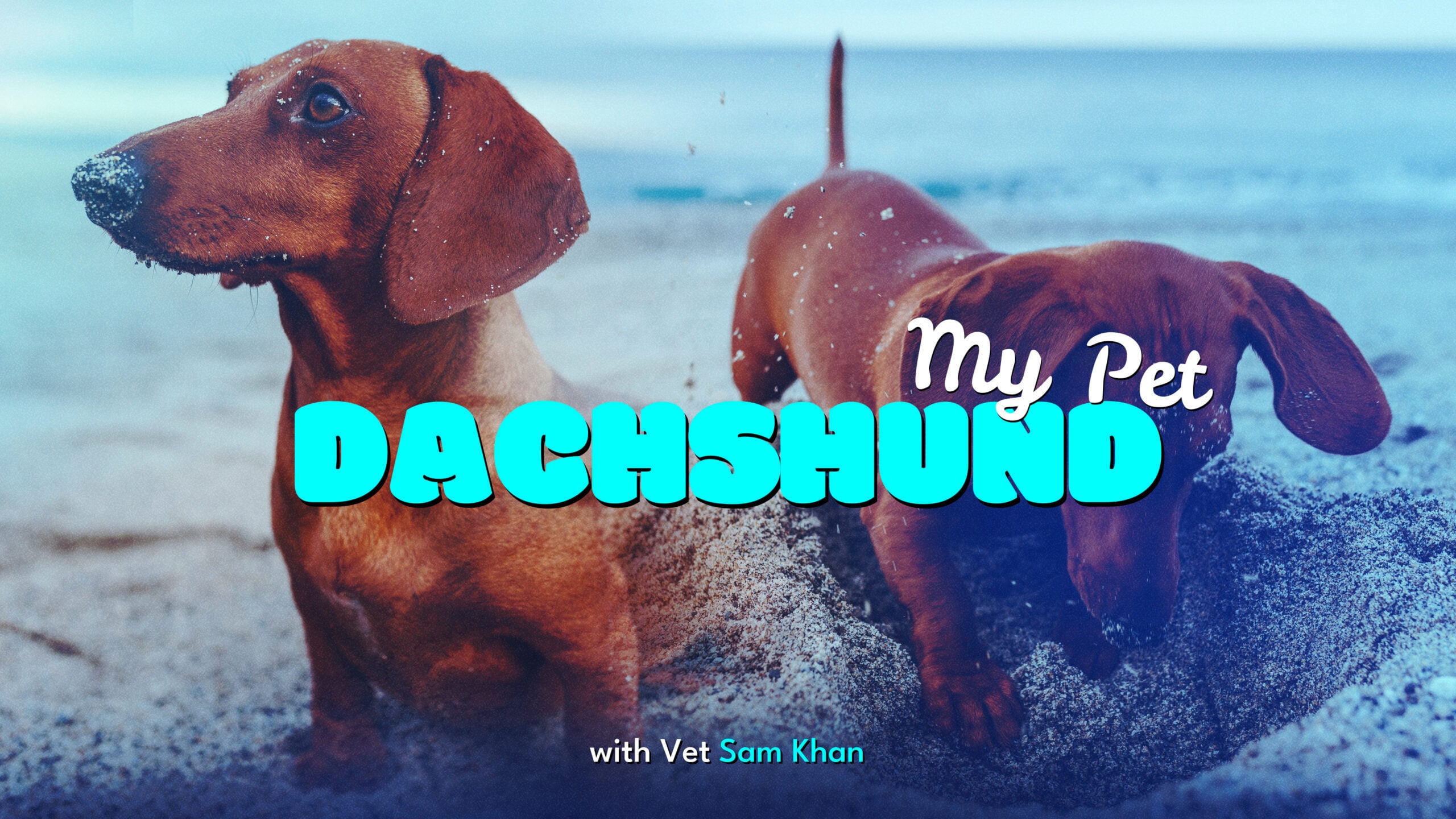 Preview: My Pet Dachshund