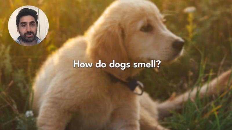 How do dogs smell?