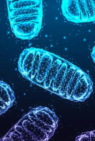 Are the mitochondria really the powerhouse of the cell?