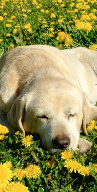 What drugs are normally administered to pets during euthanasia?