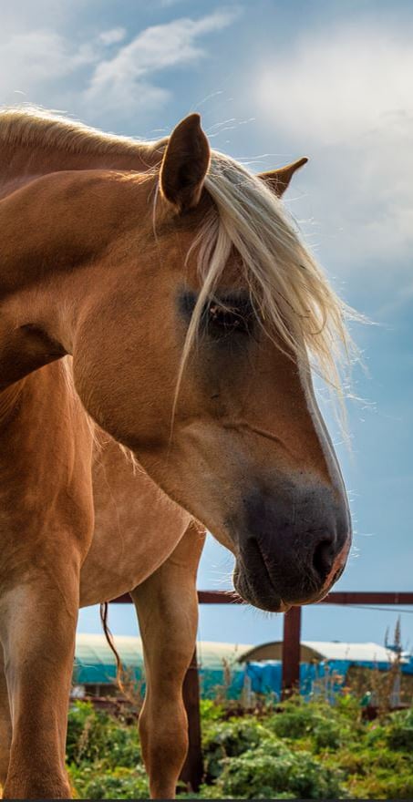 What makes large animal medicine different?