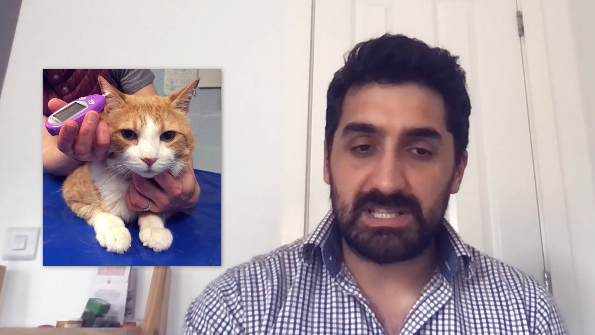 Vet Talk: Cats - Part 1