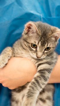 Why are flea treatments important for...