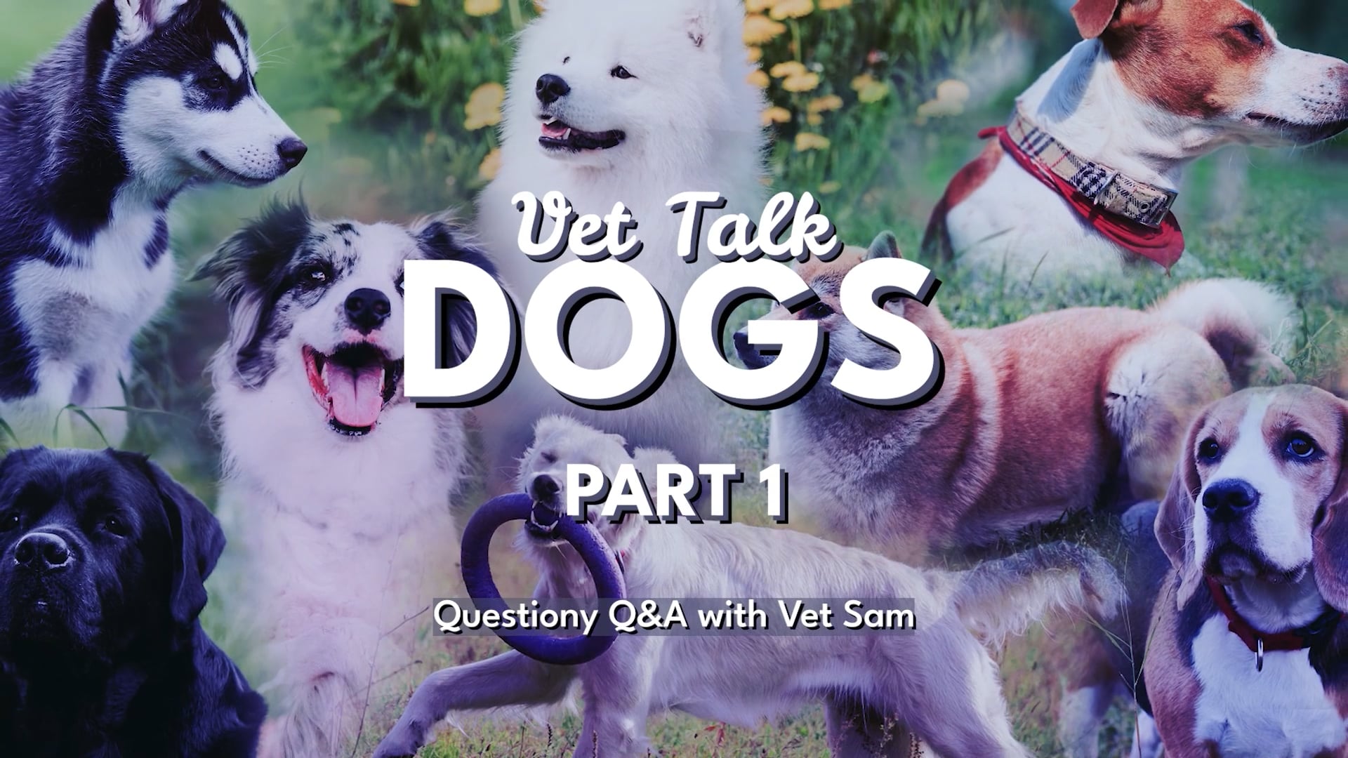 Preview: Vet Talk Dogs - Part 1