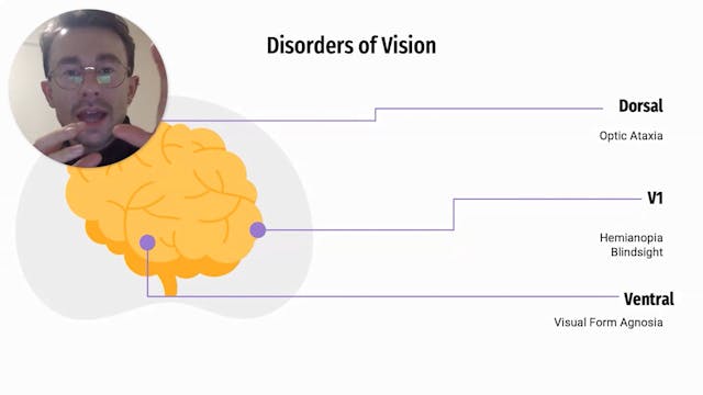 What is the Visual Brain?