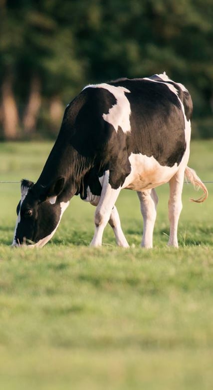 Do cows really have four stomachs?