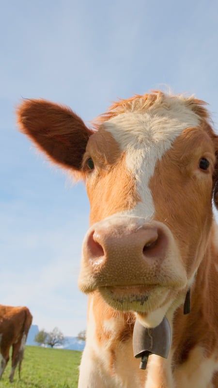 why are cows different colours?