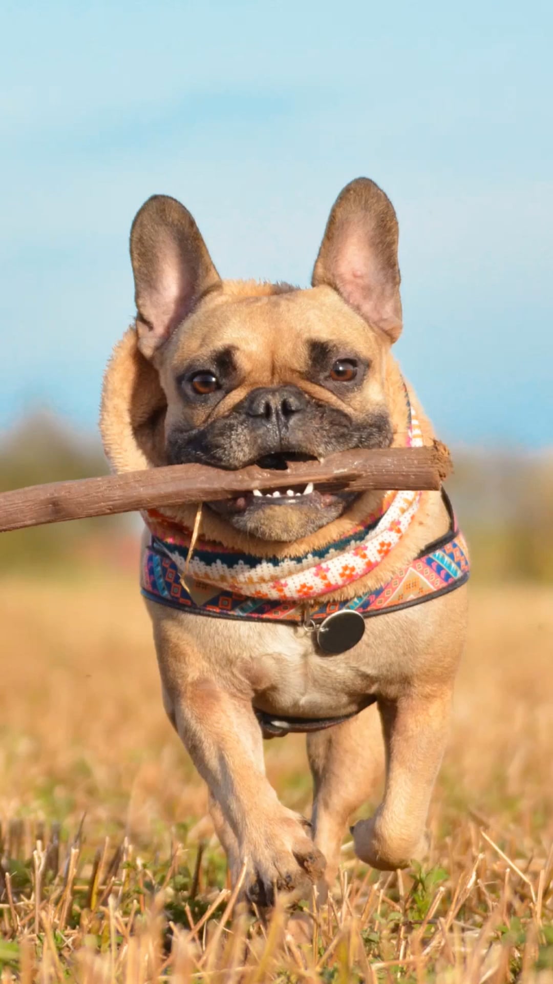 Is it safe to throw sticks for dogs?