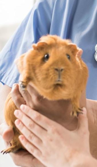 What common skin conditions in rabbits and guinea pigs?