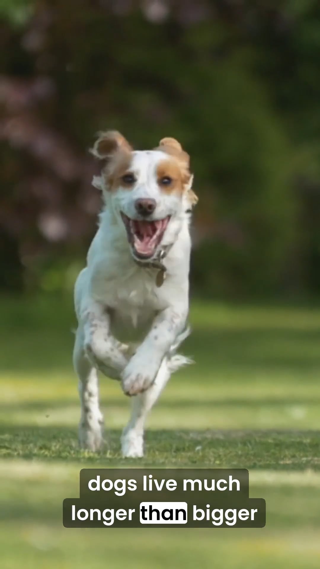 Do crossbreed dogs live longer than purebred?