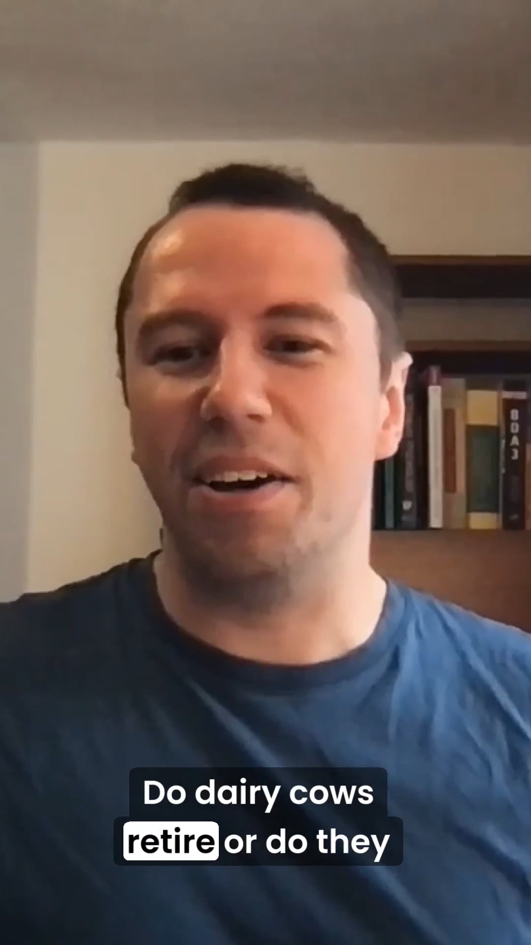 Do dairy cows produce milk their whole lives?