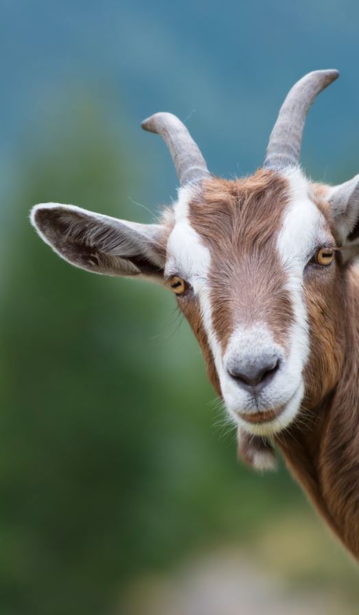 Why do some goats faint?